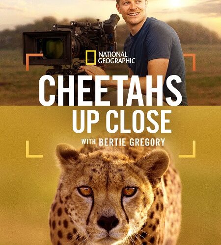 مشاهدة فيلم وتحميل Cheetahs Up Close with Bertie Gregory 2026 مترجم